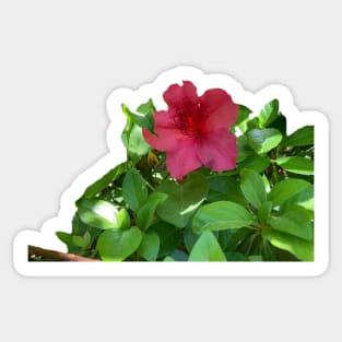 Tropical Azalea Sticker